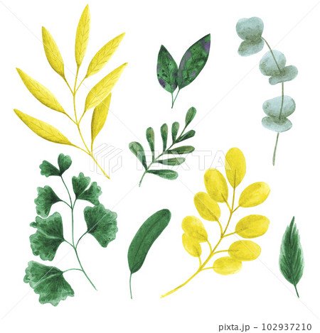 Watercolor collection of hand drawn leaves, branches and plants. Illustration of natural plant elements isolated on white background. Can be used for cards, stickers, backgrounds. 102937210
