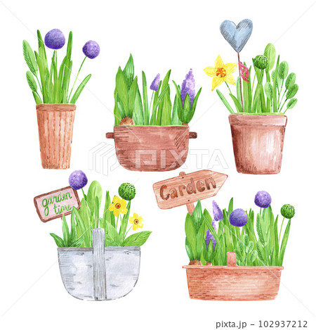 Hand drawn watercolor spring garden flowers with blooming hyacinth and primrose in pots and baskets on white background. Vintage illustration in rural style. 102937212
