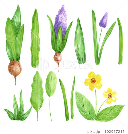 Hand drawn watercolor spring garden flowers with blooming hyacinth and primrose on white background. Vintage illustration in rural style. 102937215