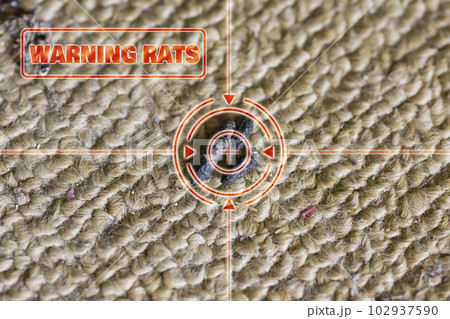 カーペットの上に撒き散らされていたネズミの糞　ネズミ被害警告イメージ 102937590