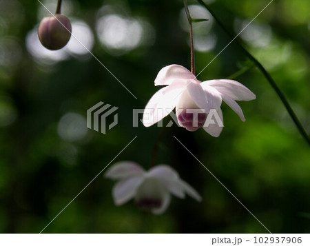 レンゲショウマの花 102937906