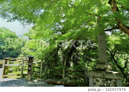 甲斐の猿橋 102937979