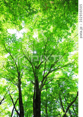 木漏れ日の新緑 102938505