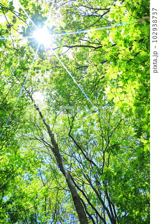 木漏れ日の新緑 102938737