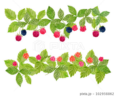 横一列のキイチゴとラズベリーの手描き色鉛筆画 102938862