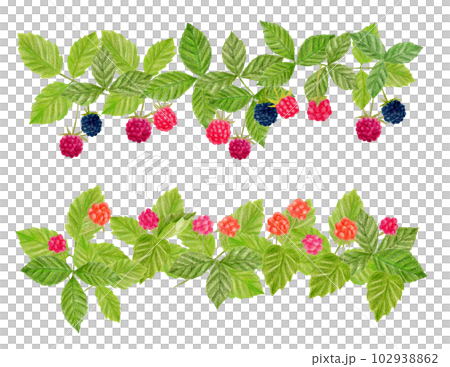 横一列のキイチゴとラズベリーの手描き色鉛筆画 102938862