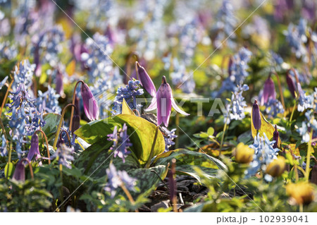 山野草の森 山野草の森 102939041