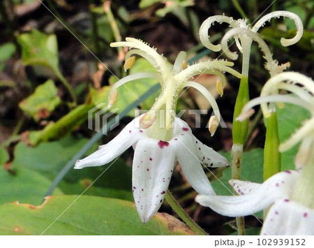 ヤマホトトギスの花 ヤマホトトギスの花 102939152