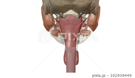 The upper gastrointestinal organs include the mouth, esophagus The upper gastrointestinal organs include the mouth, esophagus 102939449