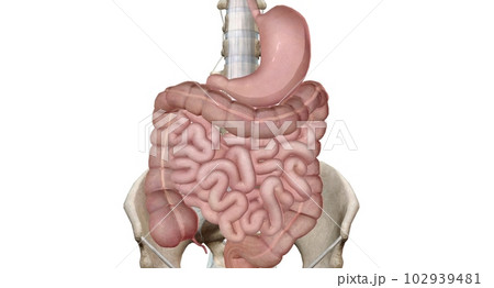 Sphincters a ring shaped muscle that relaxes or tightens to open 102939481
