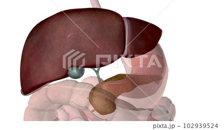Auxiliary organs are secretory organs such as the liver, gallbladder, and pancreas. Auxiliary organs are secretory organs such as the liver, gallbladder, and pancreas. 102939524