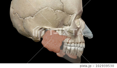 Salivary glands make saliva, which aids in digestion, keeps your mouth moist and supports healthy teeth. Salivary glands make saliva, which aids in digestion, keeps your mouth moist and supports healthy teeth. 102939530