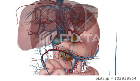 Blood Supply to the Intestines 102939554