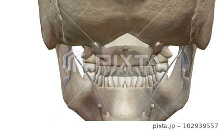 The teeth are the hardest substances in the human body. The teeth are the hardest substances in the human body. 102939557