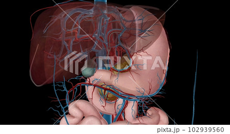 Blood Supply to the Intestines Blood Supply to the Intestines 102939560