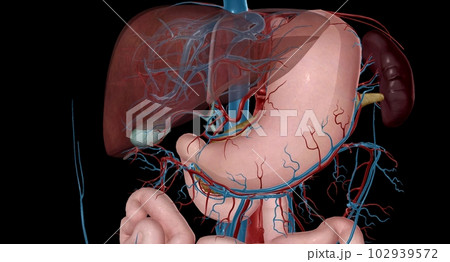 Blood Supply to the Intestines Blood Supply to the Intestines 102939572