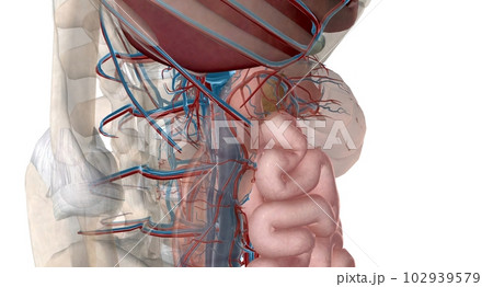 The lesser curvature of the stomach is supplied by the left and right gastric ery The lesser curvature of the stomach is supplied by the left and right gastric ery 102939579