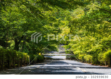 京都嵯峨嵐山の夏 緑豊かな二尊院 紅葉の馬場 京都嵯峨嵐山の夏 緑豊かな二尊院 紅葉の馬場 102939630