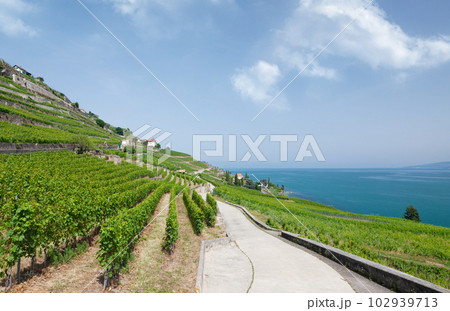 Beautiful sunny landscape with vineyards near lake 102939713