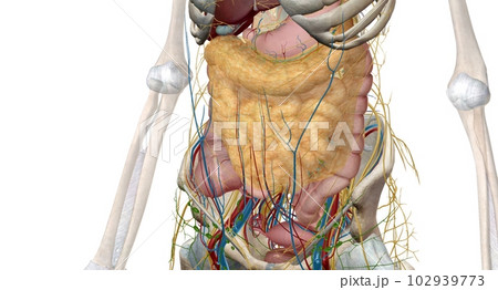 The intestines are a long, continuous tube running from the stomach to the anus. 102939773