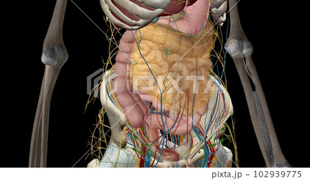 The intestines are a long, continuous tube running from the stomach to the anus. The intestines are a long, continuous tube running from the stomach to the anus. 102939775