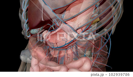 The lesser curvature of the stomach is supplied by the left and right gastric ery The lesser curvature of the stomach is supplied by the left and right gastric ery 102939786