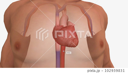 Arteries carry nutrients and oxygen from the heart to the rest of your body. 102939831