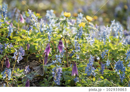 山野草咲き乱れる森 102939863