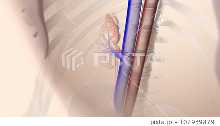The kidneys help your body by excreting excess sodium into the ureter, where it is flushed away with the urine. 102939879