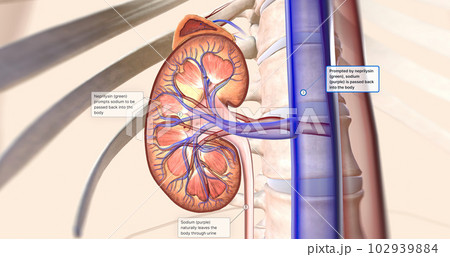 The kidneys help your body by excreting excess sodium into the ureter, where it is flushed away with the urine. 102939884