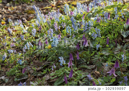山野草咲き乱れる森 山野草咲き乱れる森 102939897