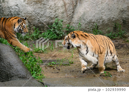 見合うアムールトラの親子 102939990