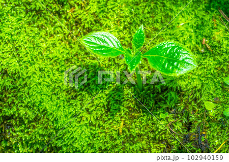 苔の中に芽生える植物 102940159