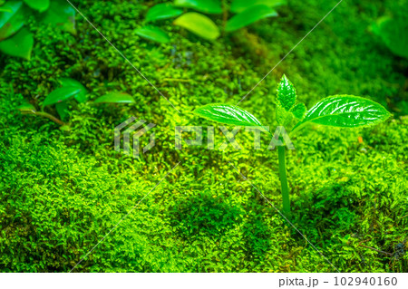 苔の中に芽生える植物 苔の中に芽生える植物 102940160