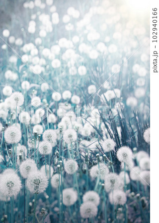 Green field with white dandelions 102940166