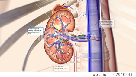 The kidneys help your body by excreting excess sodium into the ureter, where it is flushed away with the urine. The kidneys help your body by excreting excess sodium into the ureter, where it is flushed away with the urine. 102940543