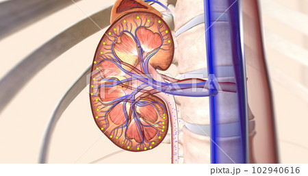 ARNIs bind to neprilysin, allowing to kidney to remove sodium through the urine ARNIs bind to neprilysin, allowing to kidney to remove sodium through the urine 102940616