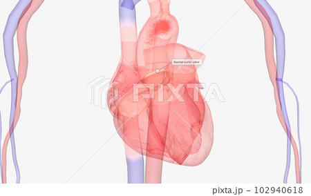 Heart and Arterial System . Heart and Arterial System . 102940618