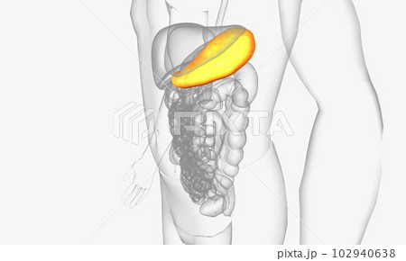 The stomach is a large, J-shaped organ of the gastrointestinal tract located between the esophagus and the small intestine. The stomach is a large, J-shaped organ of the gastrointestinal tract located between the esophagus and the small intestine. 102940638