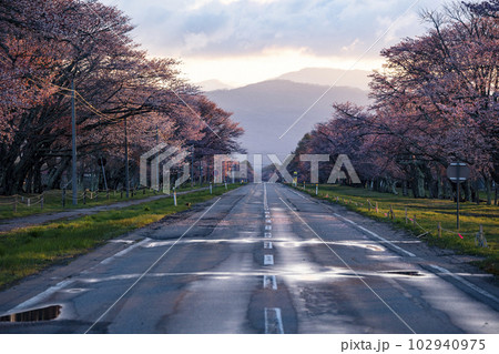 絶景桜ロード 102940975