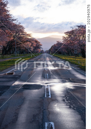絶景桜ロード 102940976