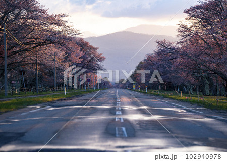 絶景桜ロード 102940978