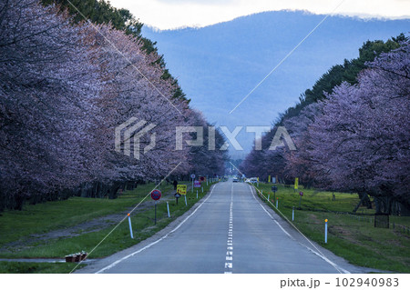 絶景桜ロード 102940983