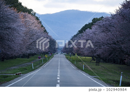 絶景桜ロード 絶景桜ロード 102940984