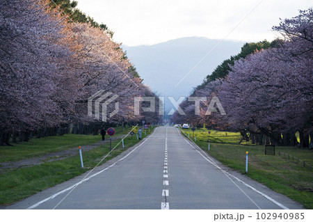 絶景桜ロード 102940985