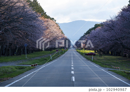 絶景桜ロード 102940987