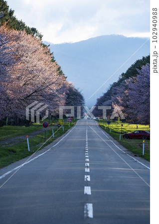 絶景桜ロード 102940988