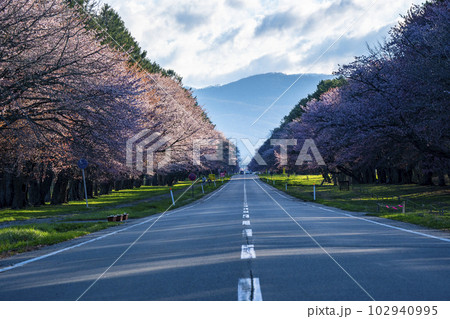 絶景桜ロード 102940995
