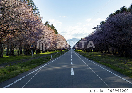 絶景桜ロード 102941000