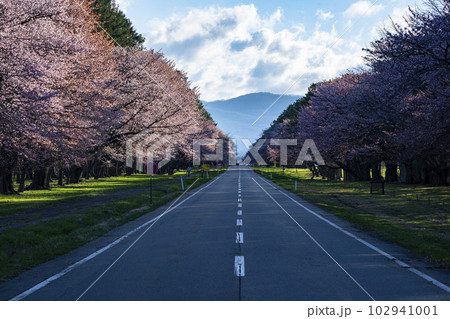 絶景桜ロード 102941001